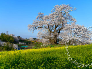 桜を追って三春町へ出掛けた